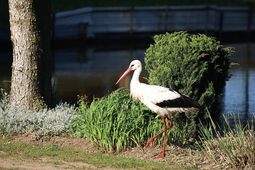 Storch-2.jpg
