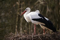 Storch-1.JPG