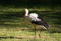 Storch-5.jpg
