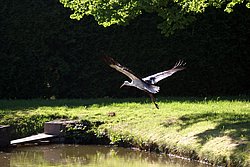 Storch-6.jpg