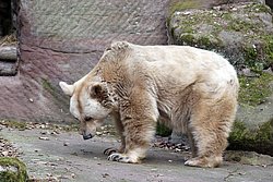  Syrischer-Braunbaer-005.jpg