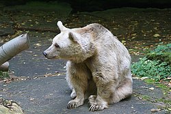  Syrischer-Braunbaer-006.JPG