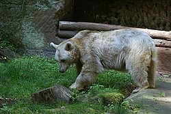  Syrischer-Braunbaer-007.JPG