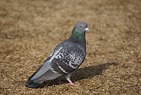 DSC04745.JPG