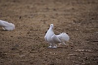 DSC04971.jpg