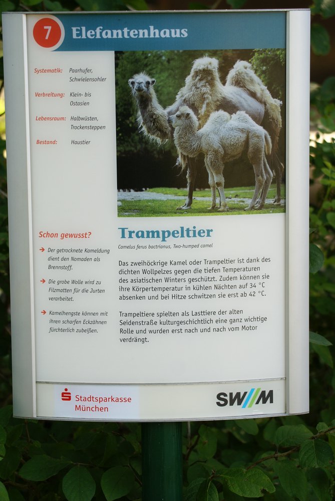 Trampeltier-2.JPG