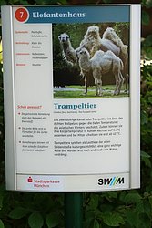 Trampeltier-2.JPG
