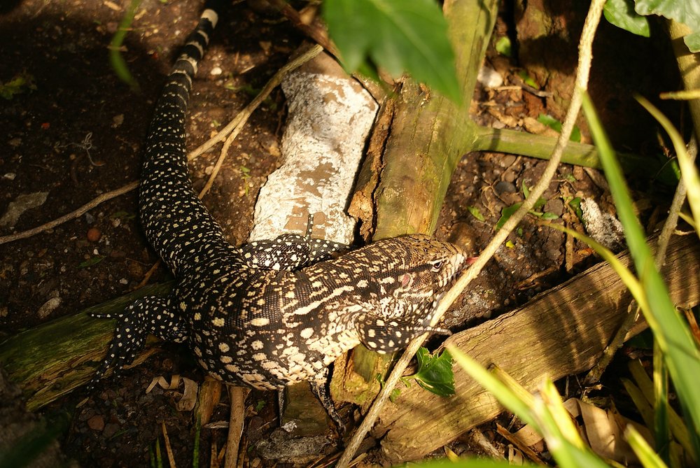 Tupinambis-merianae-02.jpg