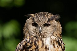 Uhu-004.JPG