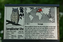 Uhu-009.JPG
