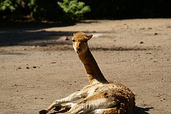 Vikunya-2.JPG