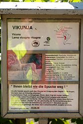 Vikunya-4.JPG