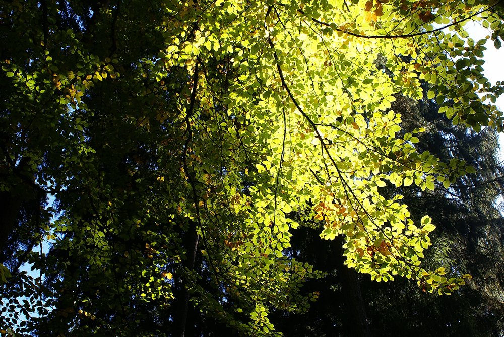Wald-003.JPG