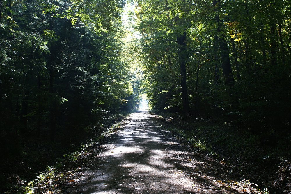 Wald-004.JPG