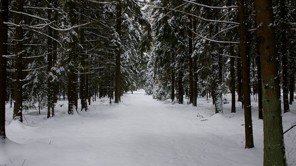Wald-006.JPG