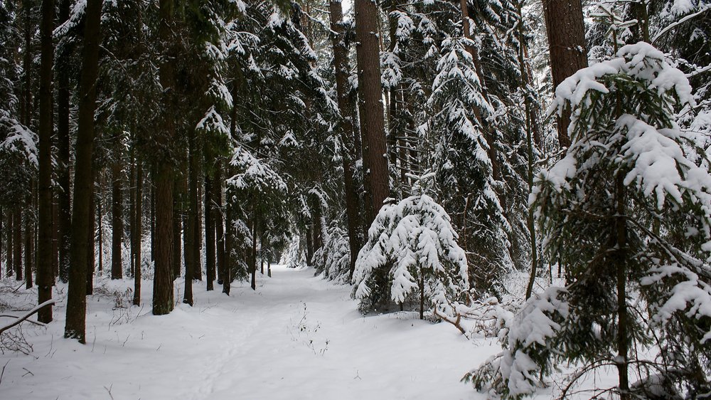 Wald-007.JPG