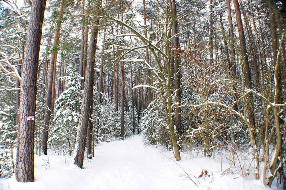 Wald-008.jpg