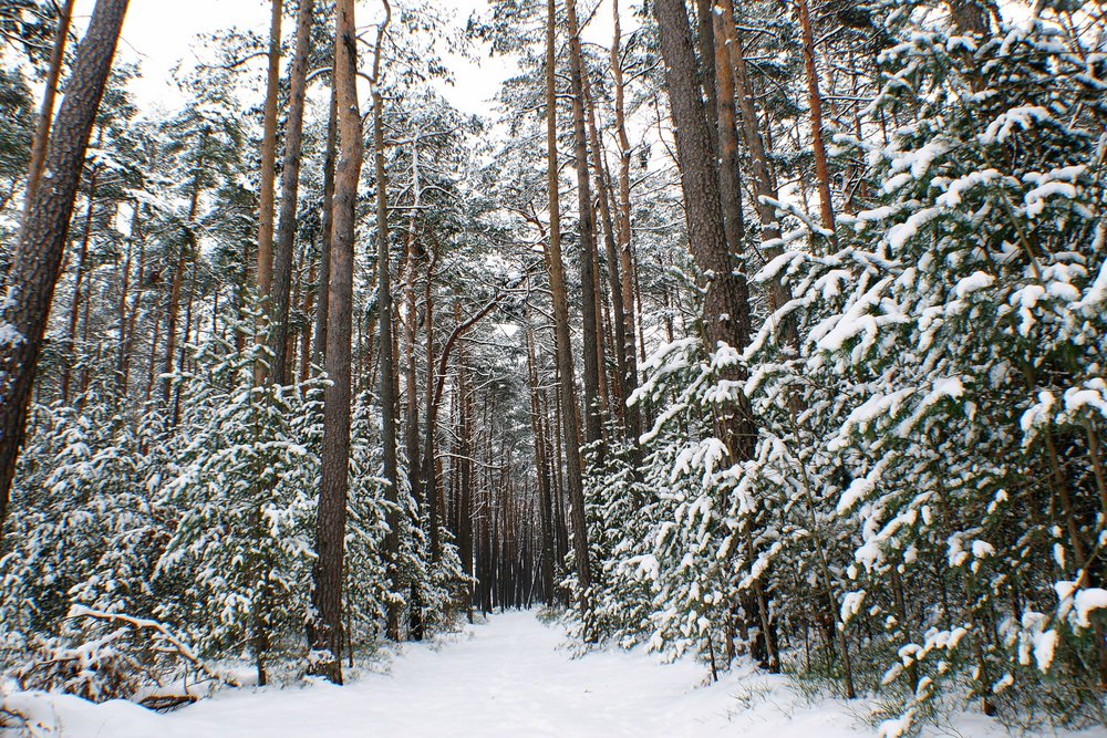 Wald-009.JPG