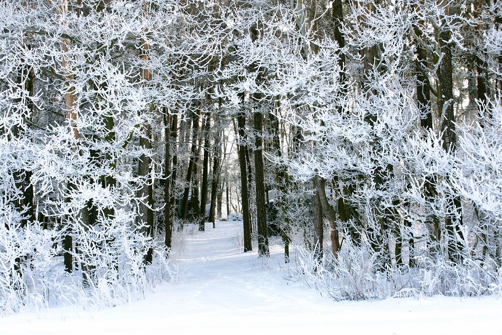 Wald-010.JPG