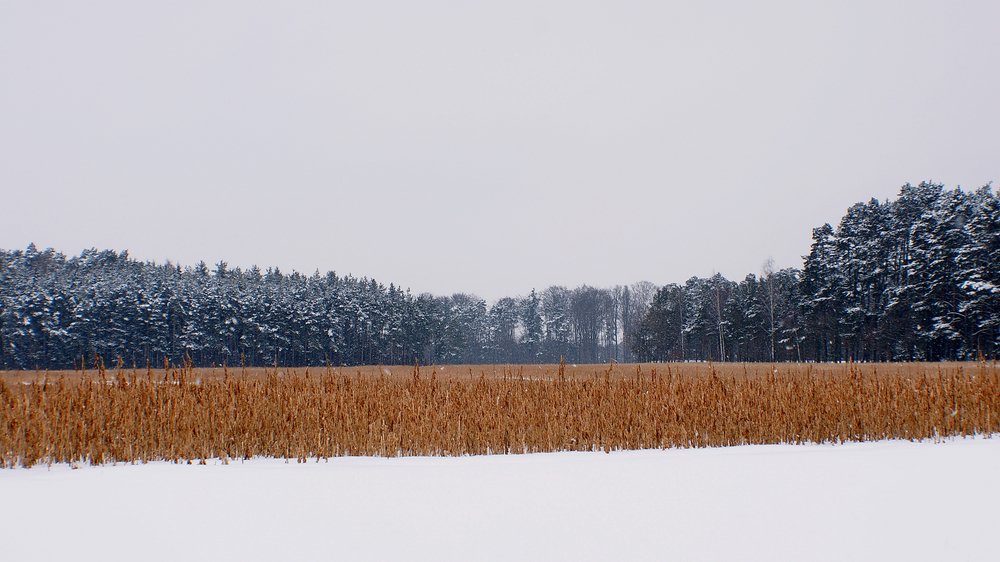 Wald-011.JPG