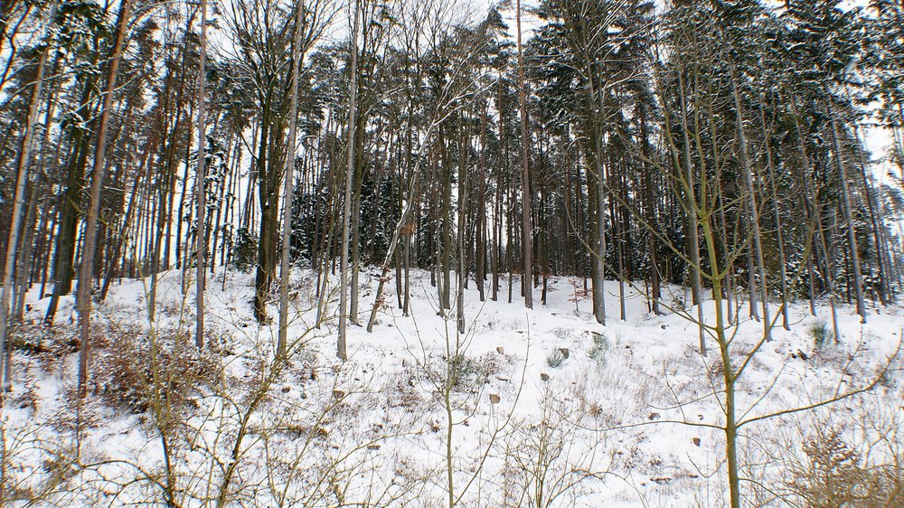 Wald-012.JPG