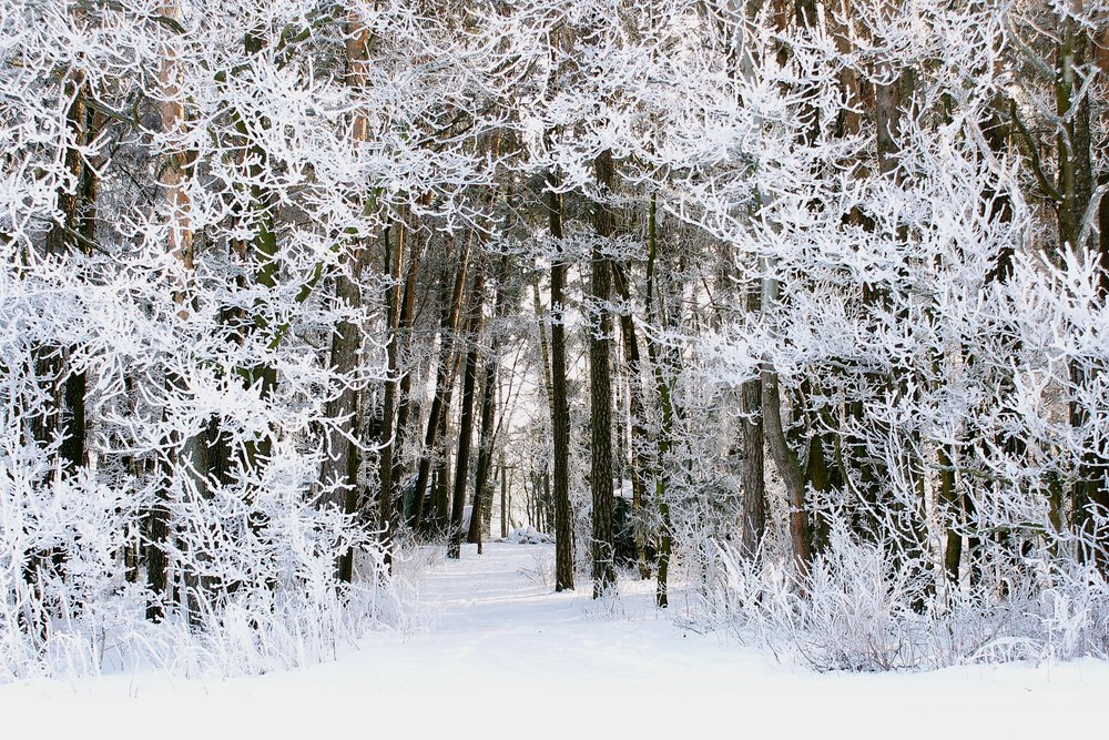 Wald-014.JPG