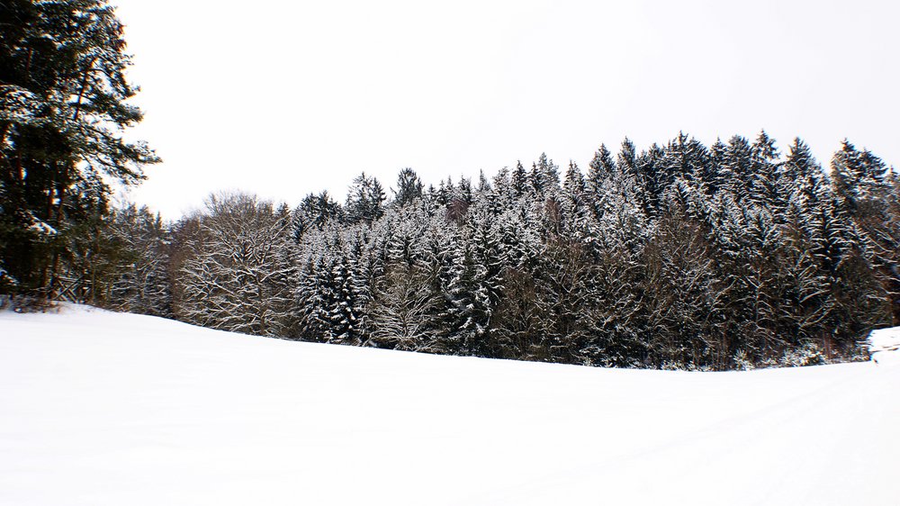 Wald-015.JPG