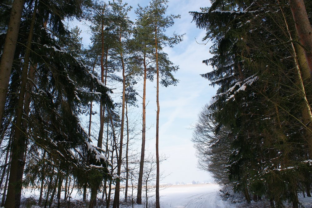Wald-016.JPG
