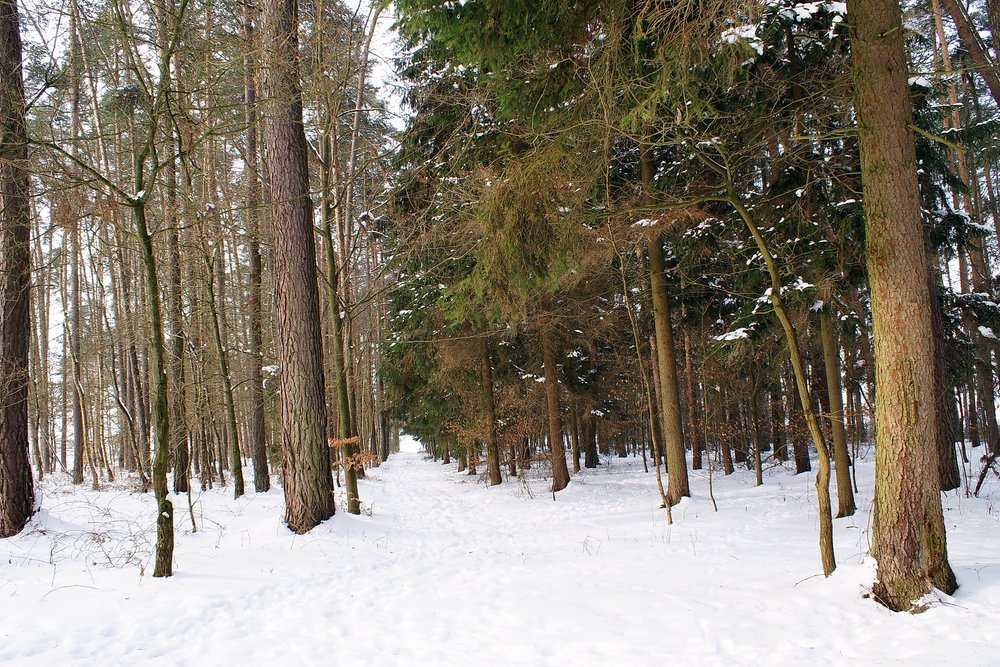 Wald-017.JPG