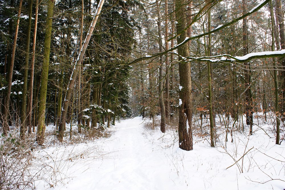 Wald-018.JPG