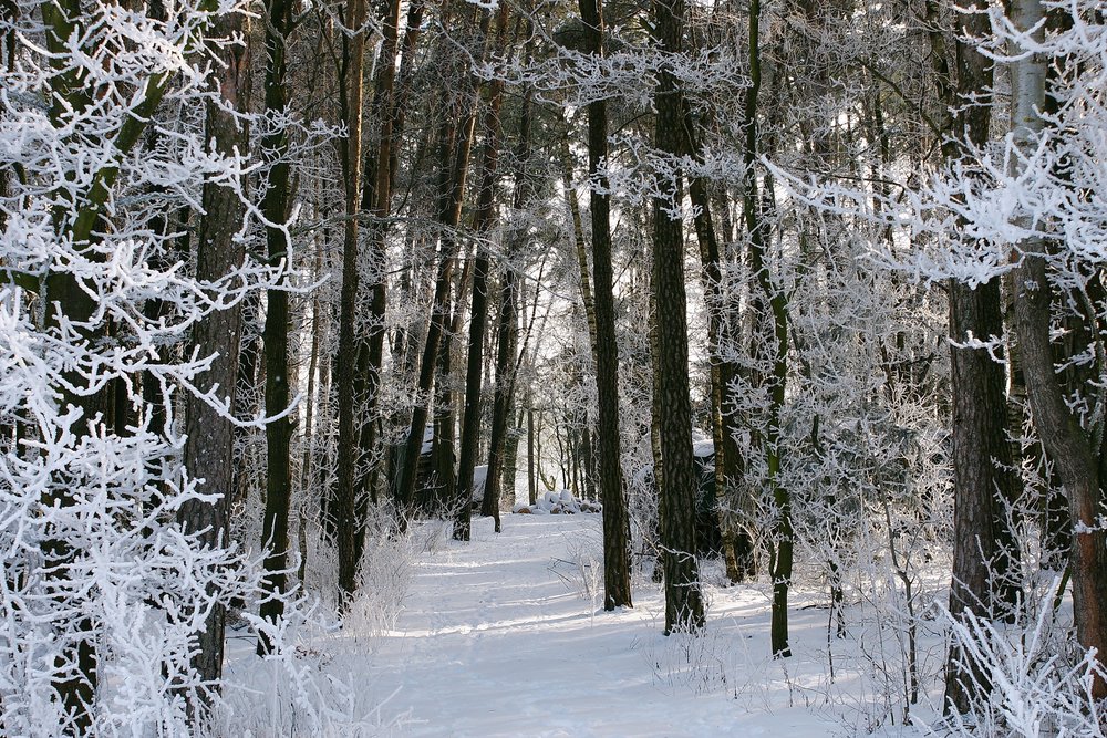 Wald-019.JPG