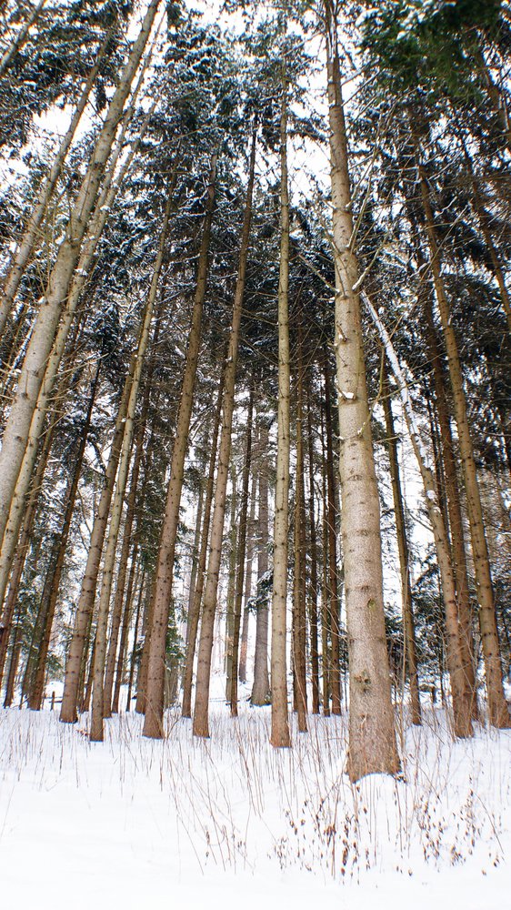 Wald-020.JPG