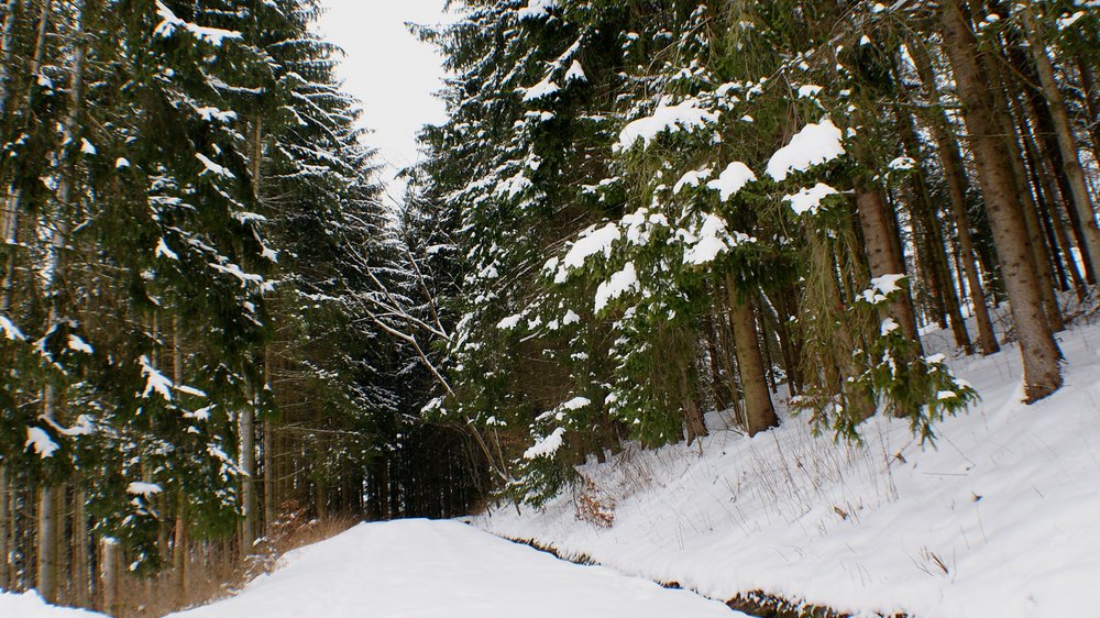 Wald-021.JPG