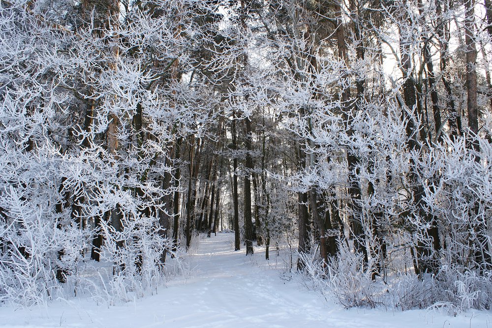 Wald-024.JPG