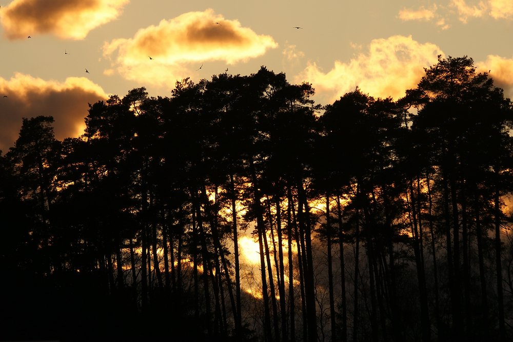 Wald-025.JPG