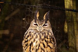 Waldohr-Eule-1.JPG