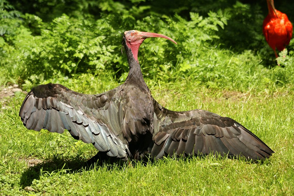 Waldrapp-1.jpg