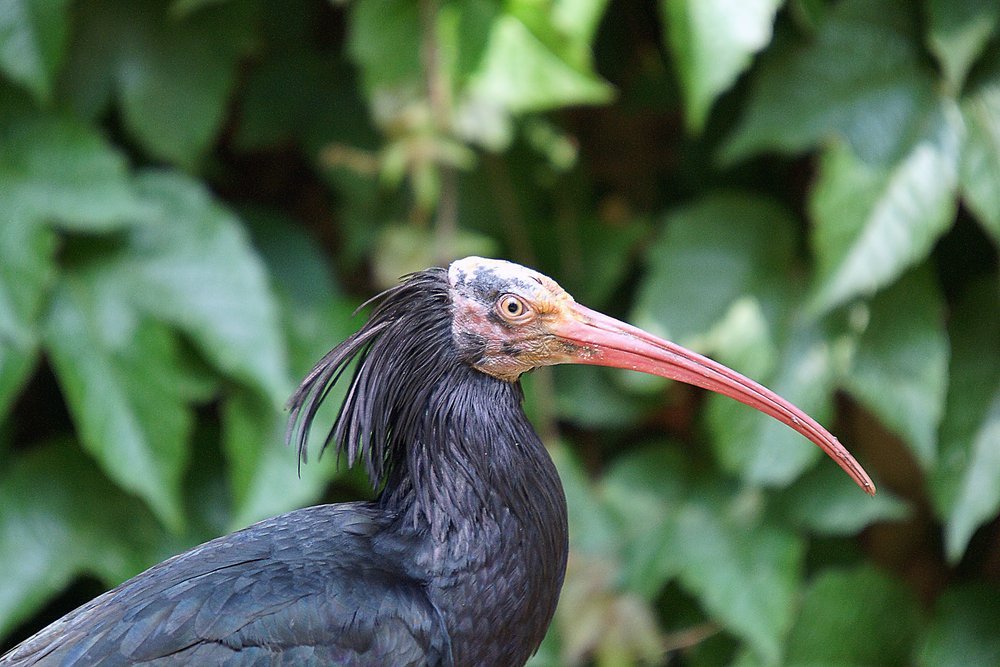 Waldrapp-3.jpg