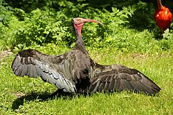 Waldrapp-1.jpg