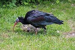 Waldrapp-2.JPG