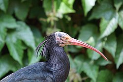 Waldrapp-3.jpg
