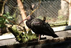 Waldrapp-4.JPG