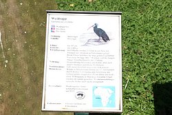 Waldrapp-5.JPG