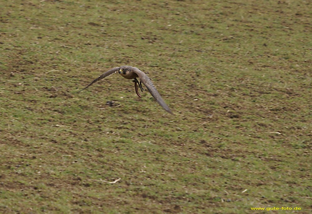 Wanderfalke-06.jpg