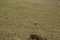 DSC04837.JPG