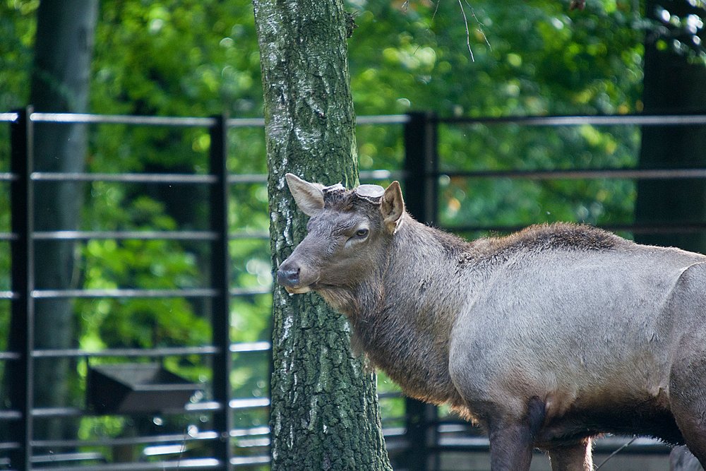 asiatischer Wapiti-02.JPG