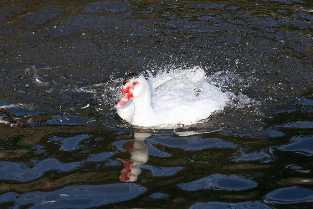 DSC07552.jpg