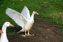 DSC07487.JPG