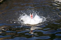DSC07551.jpg