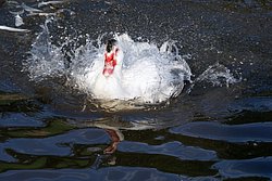 DSC07554.jpg